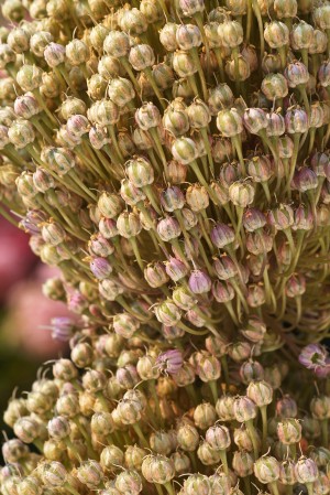 Two Ageing Garlic Flowers